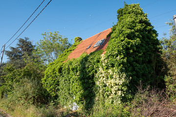 Fototapeta na wymiar Old abandoned house completely overgrown with ivy
