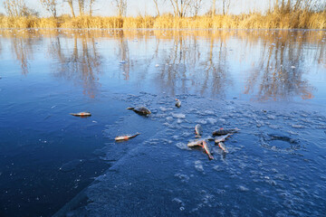 Fish river perch is on the ice of the winter lake