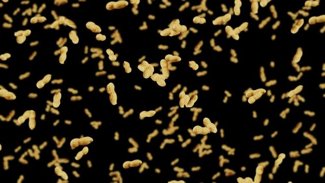 Flying many peanuts on black background. Raw peanuts. Groundnuts in shells. Healthy organic food. 3D loop animation of seed rotating.