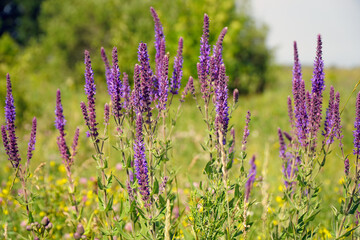 Obraz premium Purple flowers of wild meadow sage in wild. Wild Salvia on a summer day sways the breeze. Salvia pratensis