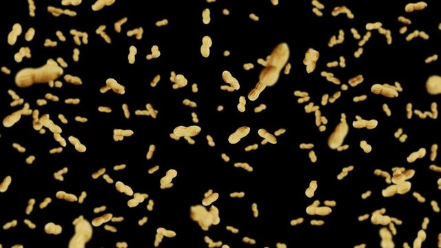 Flying many peanuts on black background. Raw peanuts. Groundnuts in shells. Healthy organic food. 3D loop animation of seed rotating.