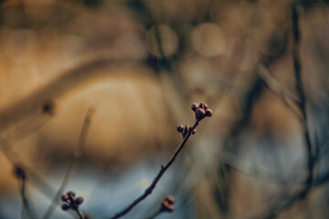 climbing on a branch
