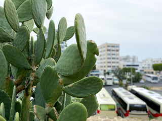 Green cacti plants. Spiny cactuses grown in Turkey. Sharp spines background