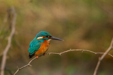 A Common kingfisher bird.