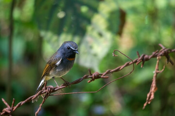 A Rufous gorgeted flycatcher.