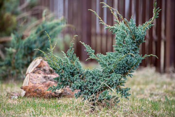 green christmas leaves of Thuja trees