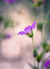 Pink wild flower with bokeh background at summer evening in Finland - 410074014