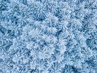 Aerial top down view of beautiful winter forest treetops.