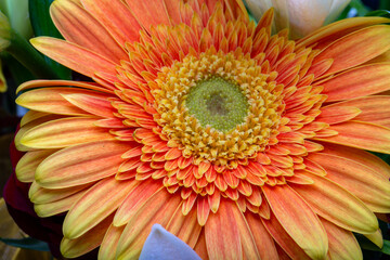 Close-up of orange gerbera flower, beautiful flower background
