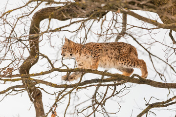 Eurasian lynx, a cub of a wild cat in the snow. Beautiful young lynx in the wild winter nature. Cute baby lynx walks on a meadow in winter, cold conditions.