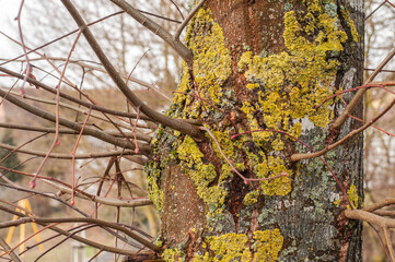 foliose lichens growing on the bark of a tree