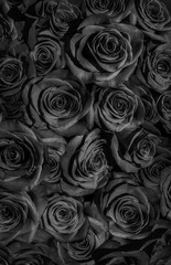  dark black roses. a lote of close-up roses.