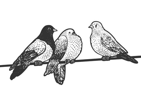 birds on the wire sketch engraving vector illustration. T-shirt apparel print design. Scratch board imitation. Black and white hand drawn image.