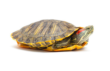 Fototapeta premium Pet turtle red-eared slider(Trachemys scripta elegans) isolated on white background.