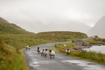Flock of sheep running on a small asphalt road. Connemara, Ireland. Background in a fog. Nature...