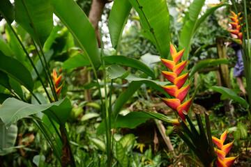 Heliconia wagneriana