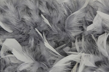 gray feather boa, soft decorative texture, top view