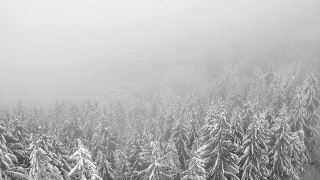 Aerial view of a frozen forest with snow covered trees at winter during foggy journey. Flight above winter forest in Italy during winter storm, top view.