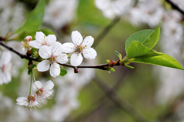 Cherry blossom in spring. White flowers on a branch in a garden, soft colors