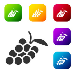 Black Grape fruit icon isolated on white background. Set icons in color square buttons. Vector.