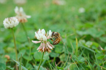bee on a clover flower