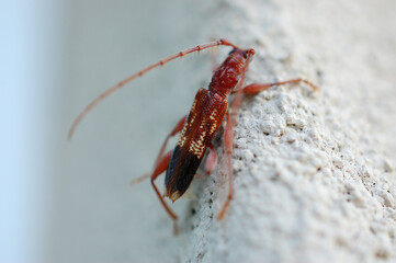 Eucalyptus Longhorn - Phoracantha recurva