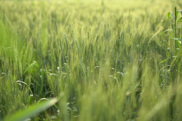 sunlight on green Wheatfield 