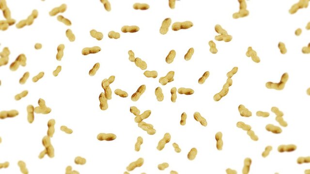 Flying many peanuts on white background. Raw peanuts. Groundnuts in shells. Healthy organic food. 3D loop animation of seed rotating.