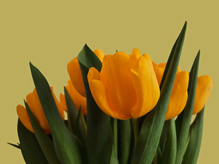 un bel mazzo di tulipani gialli fioriti