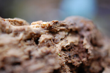 decaying forest timber