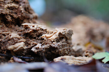 decaying forest timber