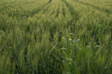 sunlight on green Wheatfield 