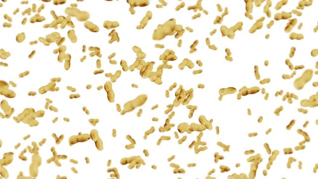 Flying many peanuts on white background. Raw peanuts. Groundnuts in shells. Healthy organic food. 3D loop animation of seed rotating.