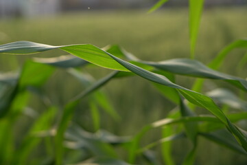 sunlight on green Wheatfield 