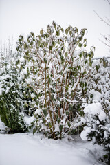 Kalina zasypana śniegiem, sceneria zimowa, ogród zimową porą © Magdalena