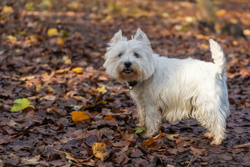 Small white dog looks to the camera, brown leaves on the forest floor