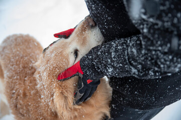 Boy and his happy dog play in the snow. Great close up of dogs face being petted by the boy he loves. Snow is falling and there are flakes on the boy's coat and the dog's head. Great winter image.