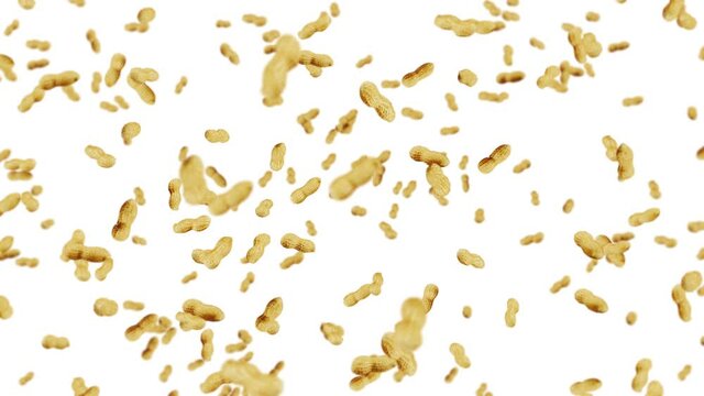 Flying many peanuts on white background. Raw peanuts. Groundnuts in shells. Healthy organic food. 3D loop animation of seed rotating.
