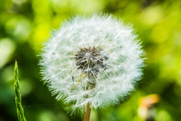 Close-up of dandelion blossom in the meadow