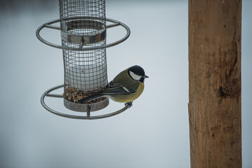 Bird at the feeder in winter 