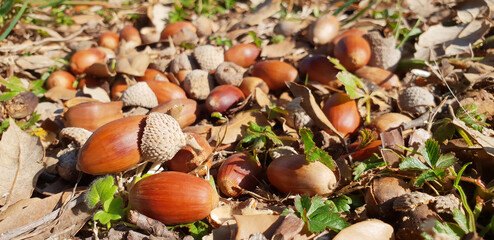 Acorns on the ground in the grass in winter. Panorama.