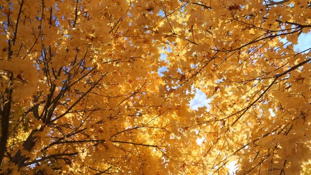 autumn yellow colored  tree leafs with golden sun