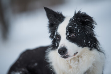 Border collie dog in winter landscape
