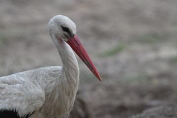 white stork ciconia close