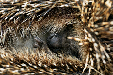 Erinaceus europaeus hedgehog curled up showing nose