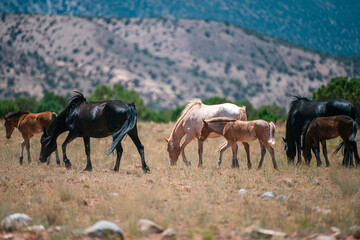 Wild horses at field. Horses in the mountains. The wild horse in dusty field. The wild horses in a american country, National Park, USA.