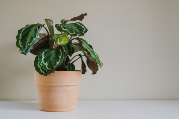 Flower of Calathea Medallion, a multicolored big house plant with colorful detailed leaves, in ceramic terracotta pot.