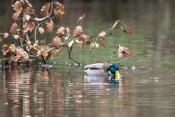 A mallard duck in a little pond called Jacobiweiher not far away from Frankfurt in Germany at a cold and day in winter.