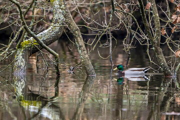 A mallard duck in a little pond called Jacobiweiher not far away from Frankfurt in Germany at a cold and day in winter.