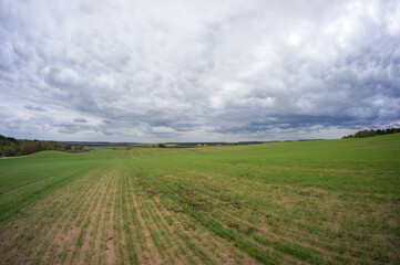 Agricultural field with young wheat sprouts